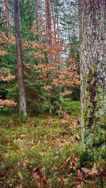 Wooded landscape with moss-covered trees and autumn leaves, hiking on the former inner-German border on the green belt near Mitwitz, Frankenwald nature park Park