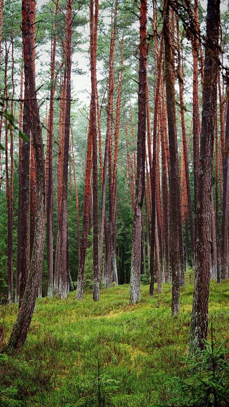 Towering pines (pinus) in the forest, creating a peaceful and natural habitat, hiking along the former inner-German border on the green belt near Mitwitz, Franconian Forest nature park Park