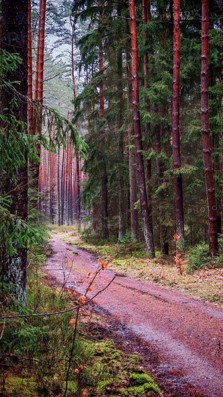 A quiet, damp forest path lined with tall pines (pinus), hiking along the former inner-German border on the green belt near Mitwitz, Franconian Forest nature park Park