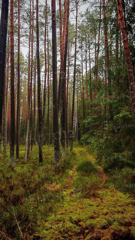 Narrow path leading through the dense pine forest (pinus), surrounded by natural vegetation, hiking along the former inner-German border on the green belt near Mitwitz, Franconian Forest nature park Park