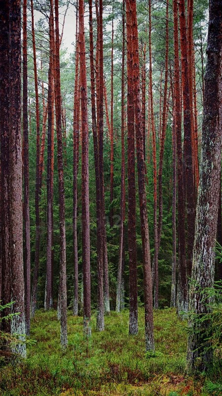 Dense cluster of straight pines (pinus) in the forest, remarkable for their height and dense arrangement, hiking along the former inner-German border on the green belt near Mitwitz, Franconian Forest nature park Park