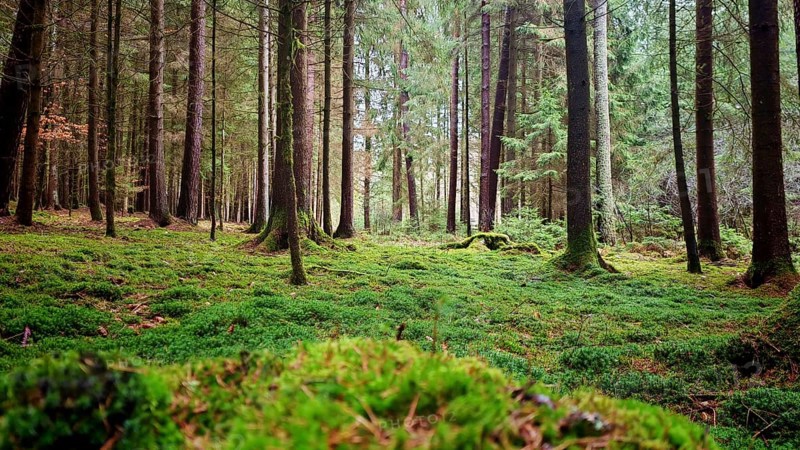 Lights, moss-covered forest floor with tall trees below atmospheric, soft light falls, hiking on the former inner-German border on the green belt near Mitwitz, Frankenwald nature park Park