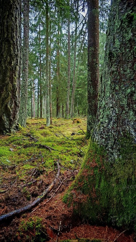 Moss-covered (bryophyta) tree trunks in a dense forest area, hiking along the former inner-German border at the green belt near Mitwitz, Franconian Forest nature park Park
