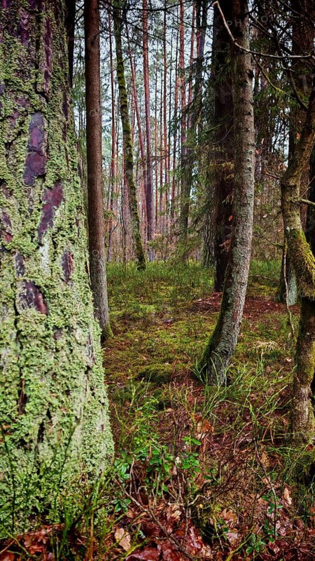 Forest with moss-covered trees and lush vegetation, peaceful and natural surroundings, hiking on the former inner-German border on the green belt near Mitwitz, Franconian Forest nature park Park