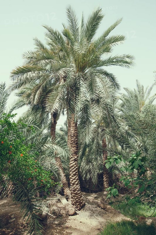 Date Palm Tree, in the Egyptian Oasis town of Siwa, Egypt