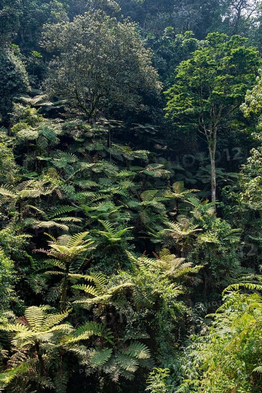 Tree ferns in rainforest, Rushaga, Bwindi Impenetrable Forest, Uganda