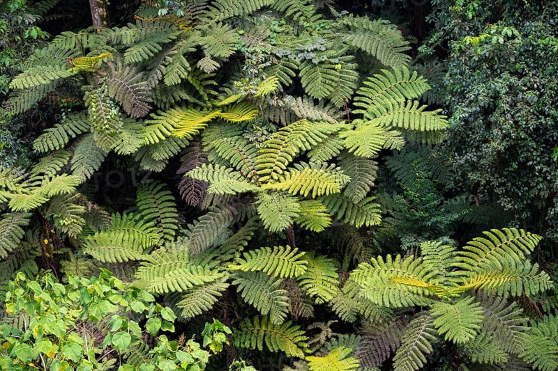 Tree ferns in rainforest, dense vegetation, Rushaga, Bwindi Impenetrable Forest, Uganda