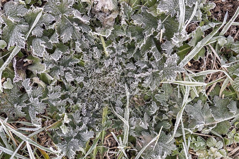 Hoarfrost on every plant creates pattern and structure, winter weather