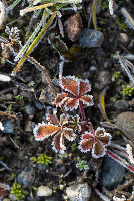 Hoarfrost on every plant creates pattern and structure, winter weather
