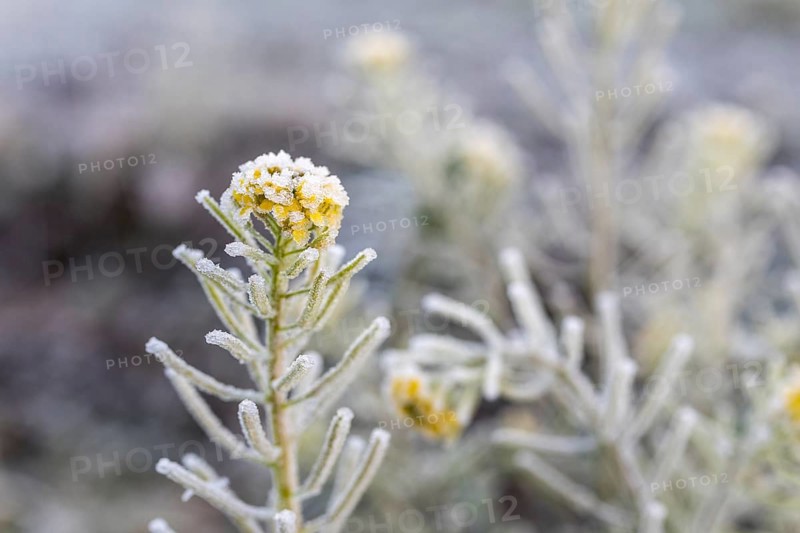 Single rapeseed flower (brassica napus) with hoar frost on a winter morning
