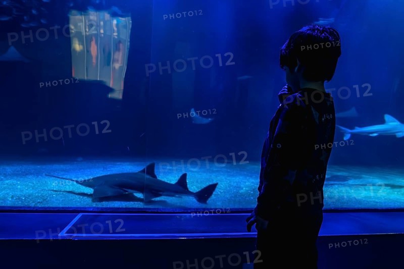 Young boy silhouette gazes in wonder at sawfish, shark and stingrays gliding through a deep blue public aquarium tank, a quiet moment of marine discovery and learning