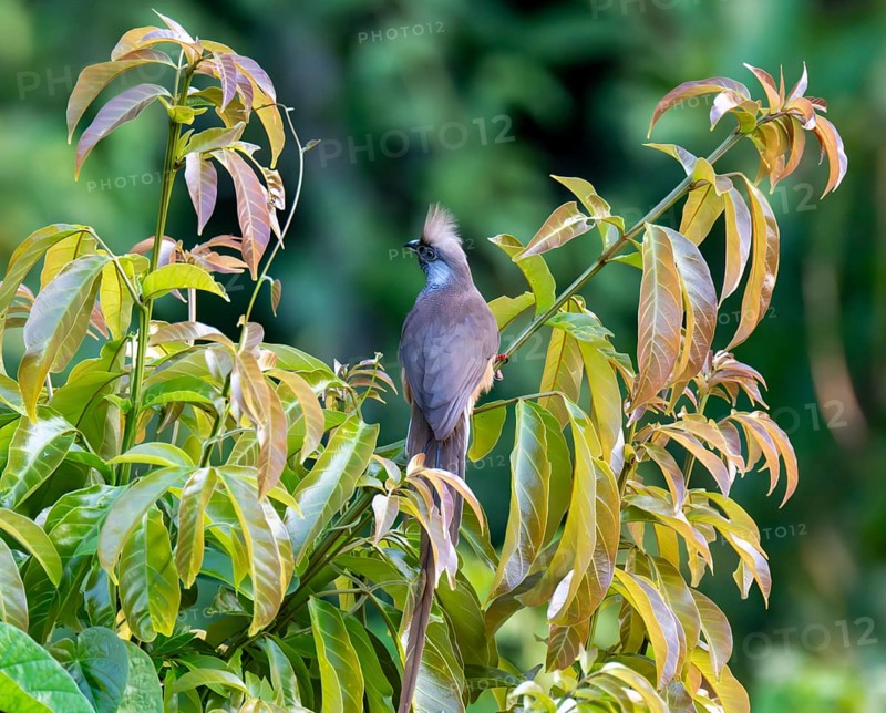 Brown-winged Mousebird (Colius striatus kiwuensis) sitting on a branch, Bigodi, Western Region, Uganda