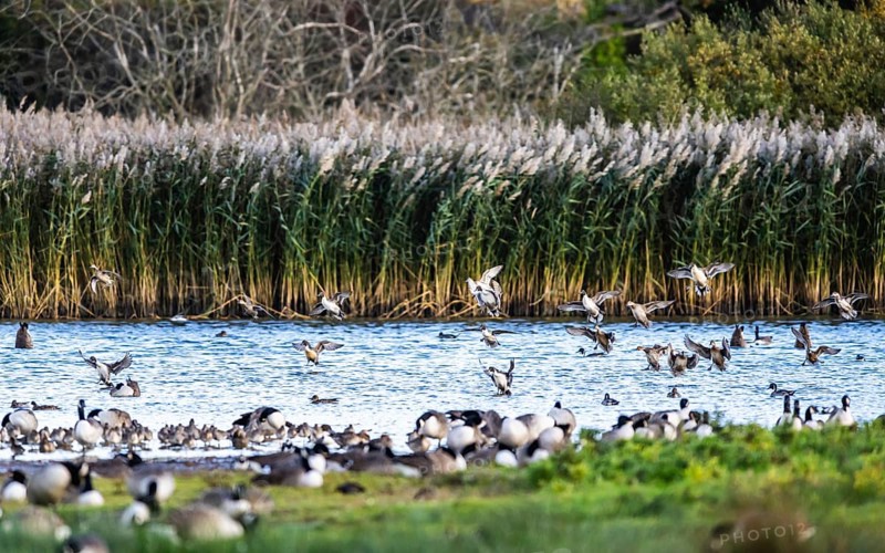 Northern Pintail, Anas acuta, Birds in flight over marshes