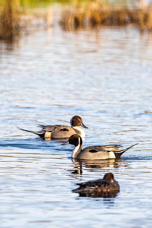 Northern Pintail, Anas acuta, Birds on marshes