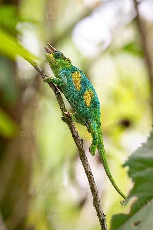 Three-horned chameleon (Trioceros jacksonii), male, between leaves on a branch, Bwindi Impenetrable Forest National Park, Uganda