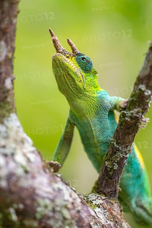 Three-horned chameleon (Trioceros jacksonii), male, on a branch, Bwindi Impenetrable Forest National Park, Uganda
