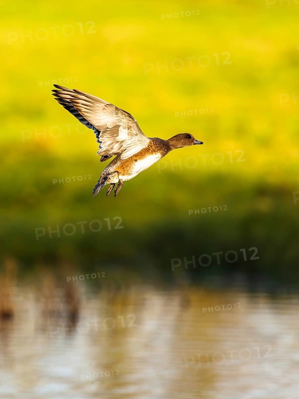 Eurasian Wigeon, Mareca penelope, female in flight over marshes in Devon, England, United Kingdom