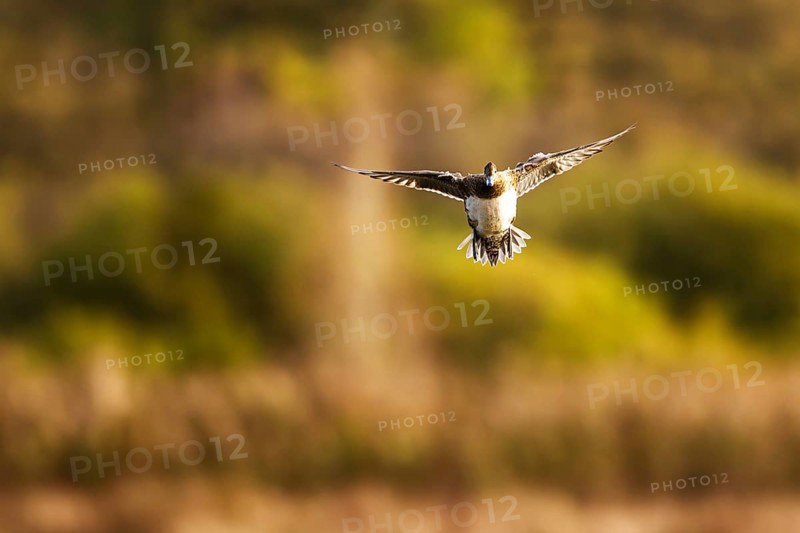 Eurasian Wigeon, Mareca penelope, female in flight over marshes in Devon, England, United Kingdom