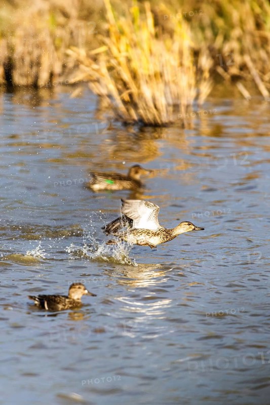 Eurasian Teal, Anas crecca, birds in flight over marshes