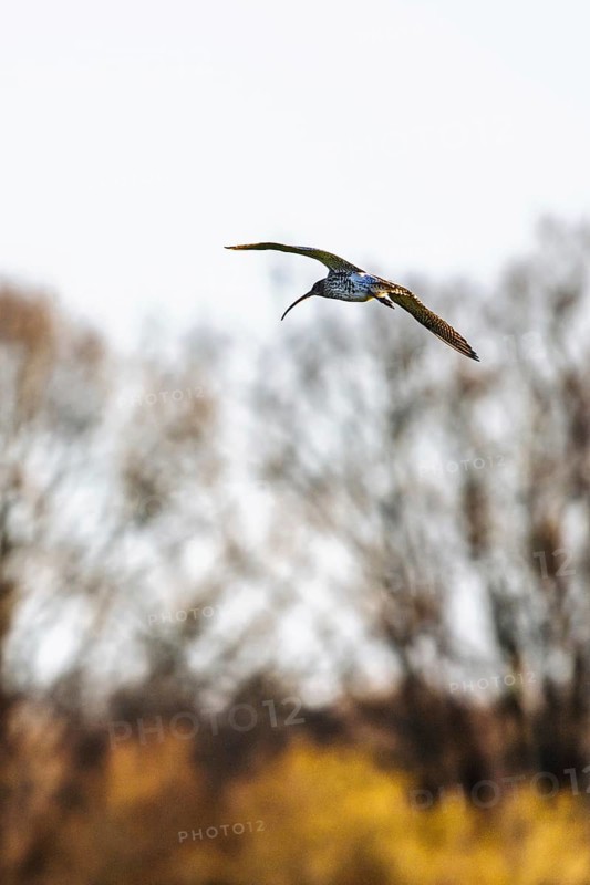 Eurasian Curlew, Numenius arquata, birds on marshes