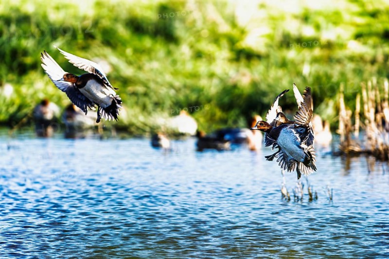 Eurasian Wigeon, Mareca penelope, birds in flight over marshes in Devon, England, United Kingdom