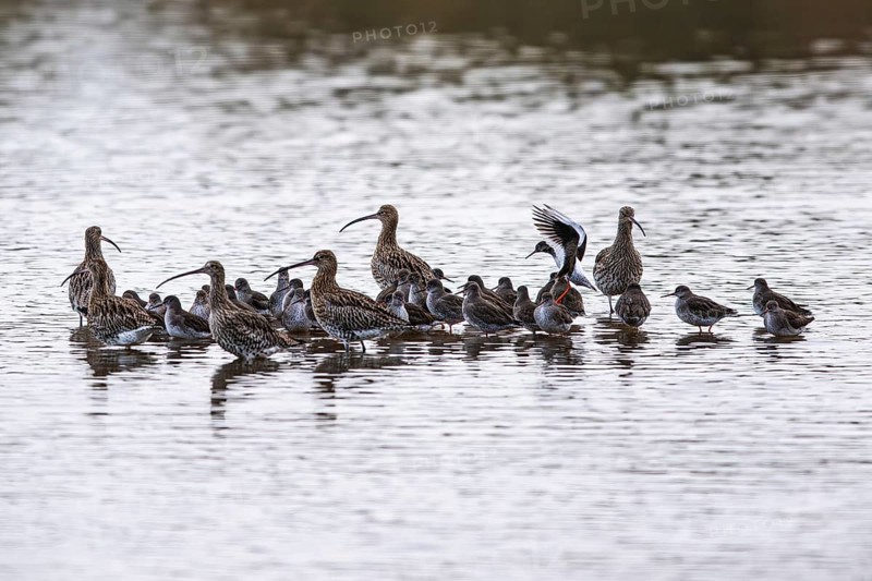 Eurasian Curlew, Numenius arquata, birds on marshes