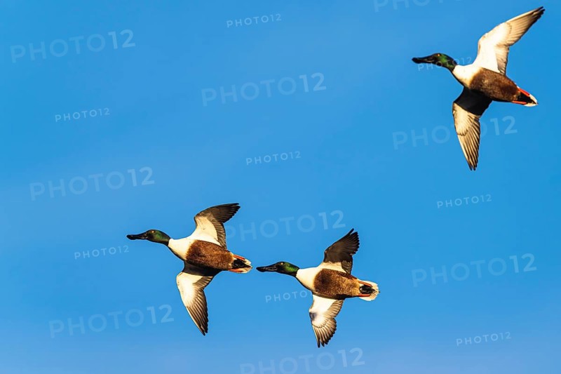 Northern Shoveler, Spatula clypeata, males in flight over marshes