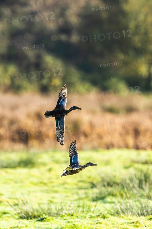 Northern Shoveler, Spatula clypeata, birds in flight over marshes