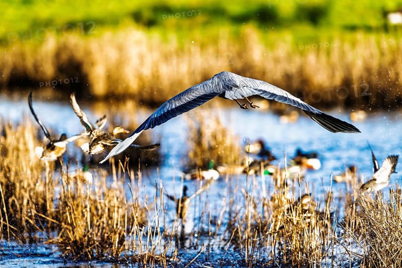 Grey Heron, Ardea cinerea, bird in winter on marshes in winter