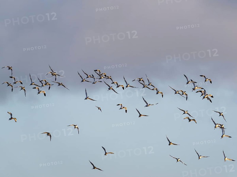 Pied Avocet, Recurvirostra avosetta, birds in flight over winter marshes