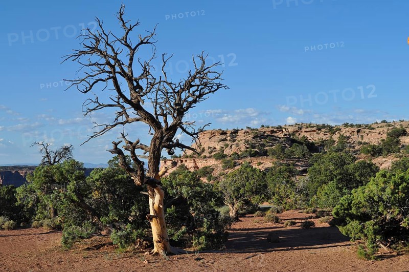 Barren landscape with dead tree against blue sky and bushes, Canyonlands National Park, Island in the Sky, Utah, USA