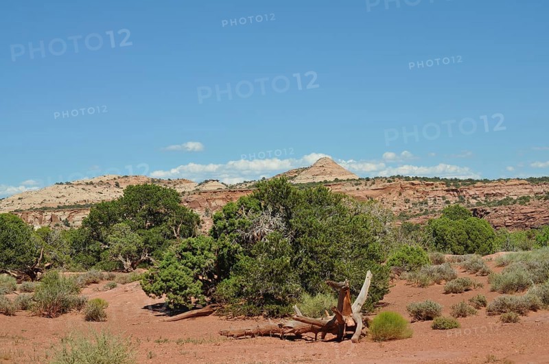 Desert landscape with sparse vegetation and red sand under blue sky, Canyonlands National Park, Island in the Sky, Utah, USA