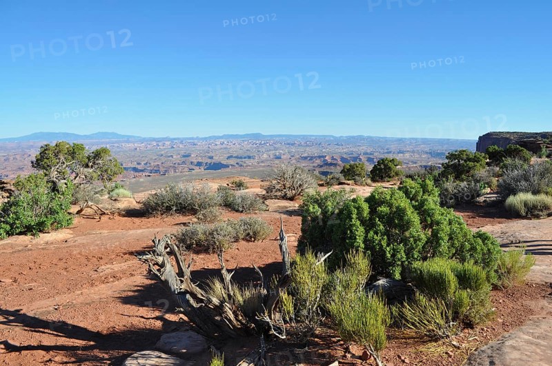 Arid desert landscape with shrubs and blue sky far away, Canyonlands National Park, Island in the Sky, Utah, USA