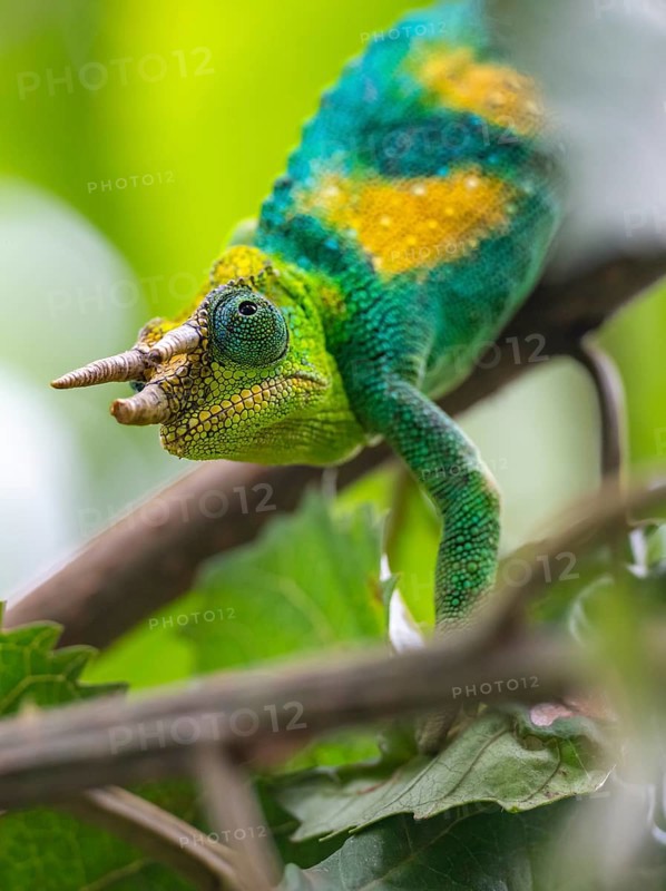 Three-horned chameleon (Trioceros jacksonii), male, between leaves on a branch, Bwindi Impenetrable Forest National Park, Uganda