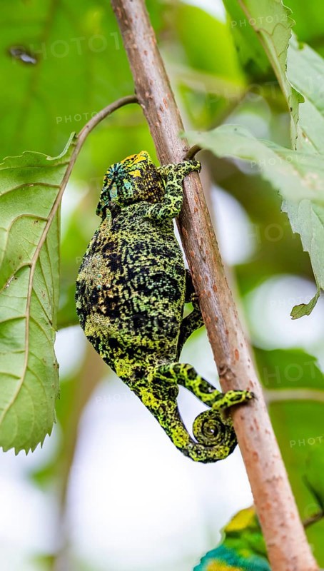 Three-horned chameleon (Trioceros jacksonii), female, sitting on a branch, Bwindi Impenetrable Forest National Park, Uganda
