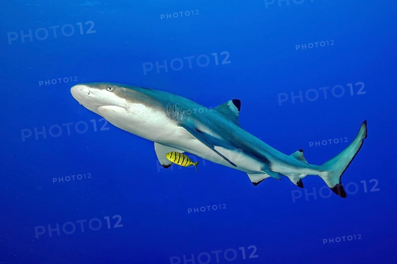 Underwater photo of Blacktip reef shark (Carcharhinus melanopterus) Blacktip reef shark swimming through blue sea below followed by Golden Trevally (Gnathanodon speciosus) Pilotfish, Pacific Ocean
