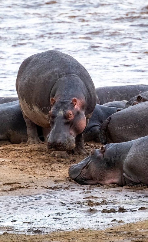 Hippopotamuses (Hippopotamus amphibius), hippos at the Mara River, Serengeti National Park, Tanzania