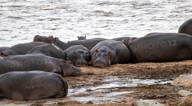 Hippopotamus (Hippopotamus amphibius), hippos lying on the banks of the Mara River, Serengeti National Park, Tanzania