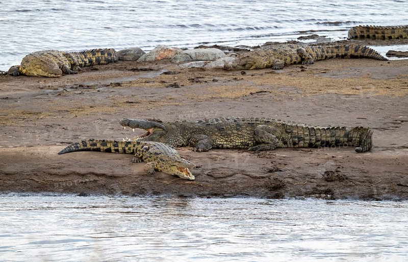 Nile crocodiles (Crocodylus niloticus) on the banks of the Mara River, with open mouth, Serengeti National Park, Tanzania