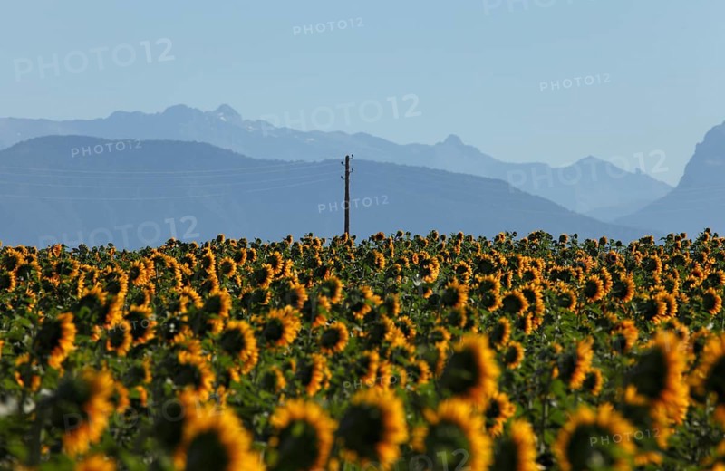 Sunflower field on the Palteau de Valensole, Alpes-de-Haute-Provence, Provence, France