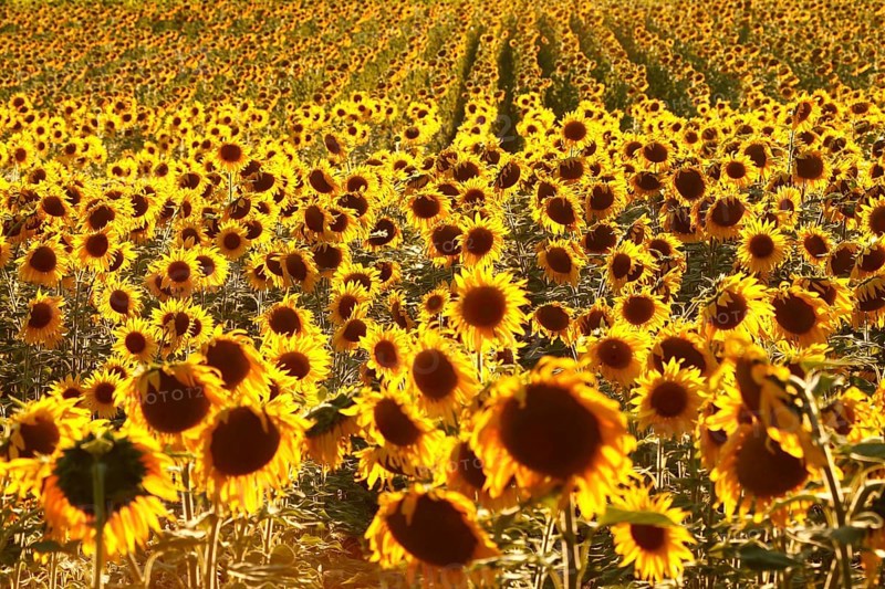 Sunflower field in the Luberon, Vaucluse, Provence-Alpes-Côte d'Azur, Provence, France
