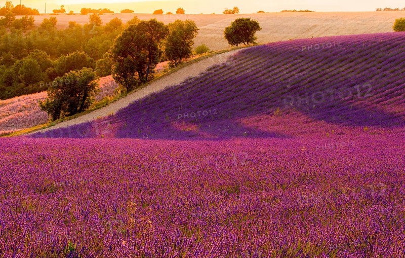 F/Provence/Alpes-de-Haute-Provence: Fields on the Palteau de Valensole at sunset