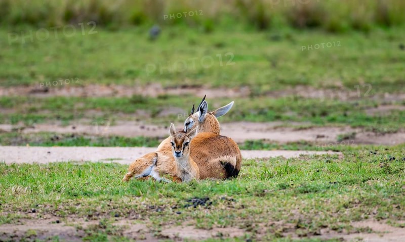 Serengeti Thomson's Gazelle (Eudorcas nasalis), mother and young, Serengeti National Park, Tanzania