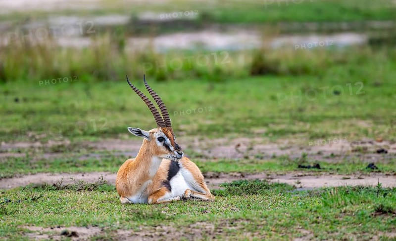 Serengeti Thomson's Gazelle (Eudorcas nasalis) sitting, Serengeti National Park, Tanzania