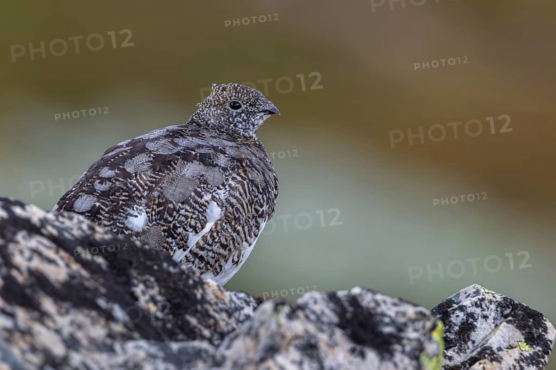 It is amazing how perfectly the plumage of the rock ptarmigan (Lagopus muta) adapts to its surroundings, tundra, camouflage, adaptation, transitional dress, Sweden