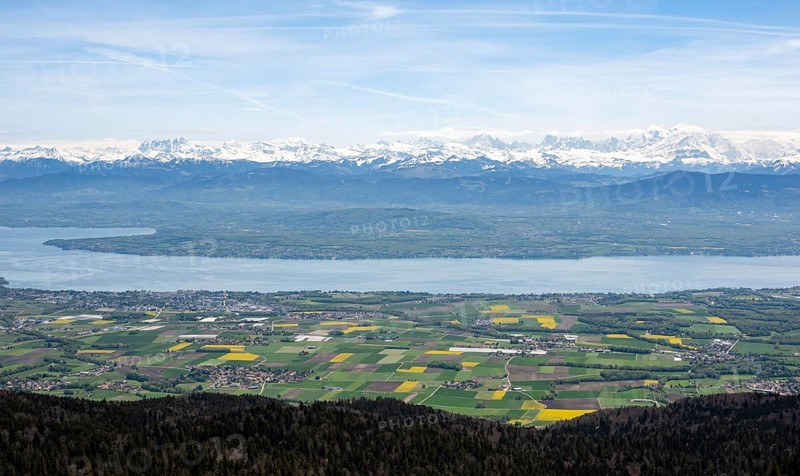 Les Dents du Midi's snowy peaks tower above Lake Geneva, framed by vibrant fields and a lush forest A picturesque landscape showcasing Swiss natural beauty and serenity