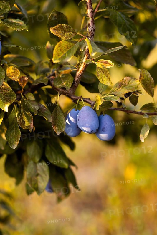 Close-up of ripe plums hanging from tree branches, illuminated by warm natural light, showcasing rich colors and textures against a blurred background, symbolizing harvest time