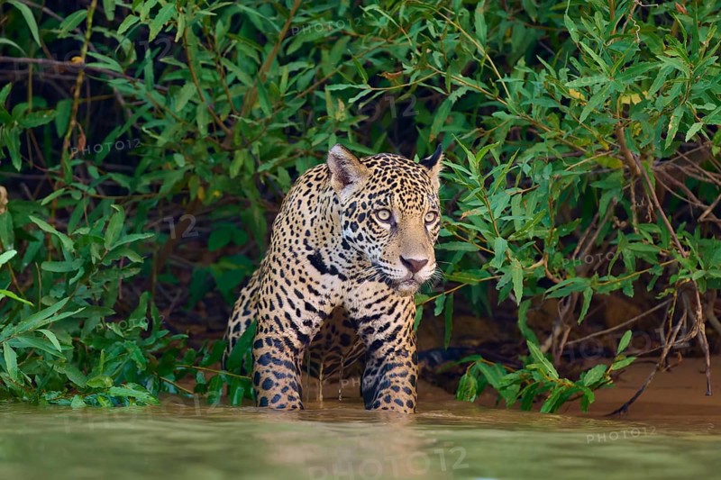 A standing jaguar in the water, alert in the dense jungle, Jaguar (Panthera onca), Pantanal, UNESCO Biosphere Reserve, Mato Grosso, Brazil