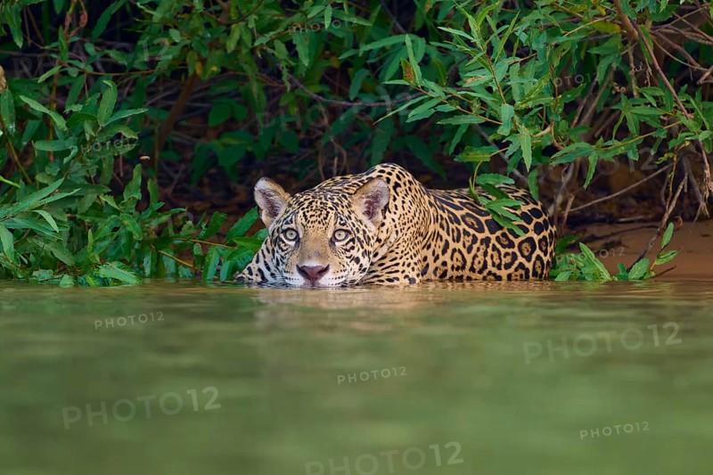 A jaguar in the water, half-hidden in the jungle, with an attentive gaze, Jaguar (Panthera onca), Pantanal, UNESCO Biosphere Reserve, Mato Grosso, Brazil