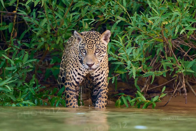 A jaguar stands in the water, alert in the surrounding jungle, Jaguar (Panthera onca), Pantanal, UNESCO Biosphere Reserve, Mato Grosso, Brazil
